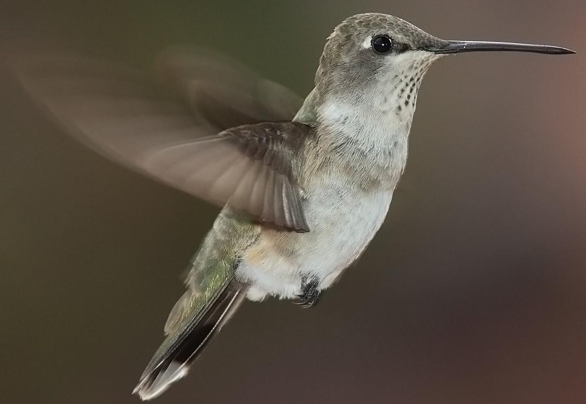 Hummingbird